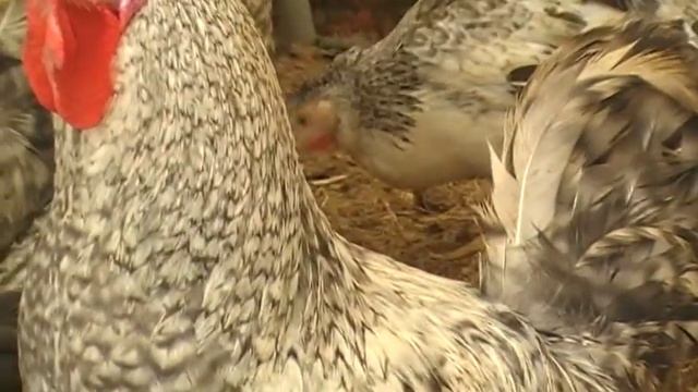 Куры Борковская барвиста.// Птица //Chickens borkovskaya colorful. смотреть онлайн