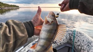 НАЛОВИЛ ВЕДРО РЫБЫ НА СПИННИНГ С ЛОДКИ. ЗДОРОВЫЕ ОКУНИ КЛЕВАЛИ НА ВСЕ. Лодка X-river, Rocky 335.