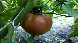 Томат ожаровский малиновый