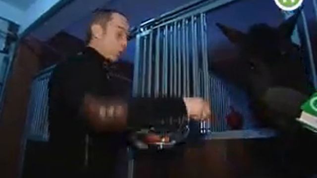 Вместе кони-люди смотреть онлайн