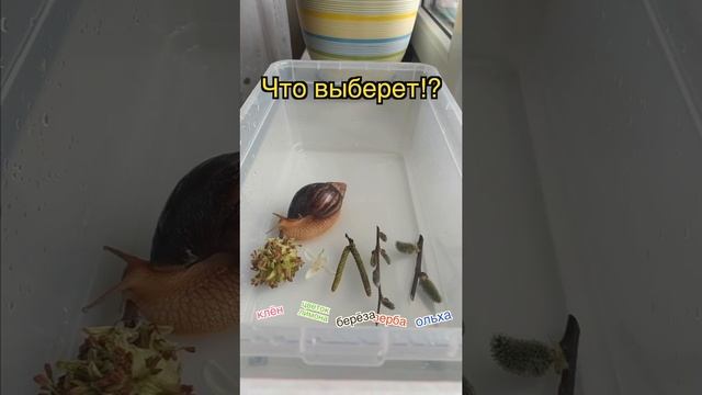 УЛИТКИ АХАТИНЫ | ЧТО ВЫБЕРЕТ УЛИТКА ИЗ ЕДЫ | СТРАННЫЕ ПРЕДПОЧТЕНИЯ |УЛИТКИШОУ #3 смотреть онлайн