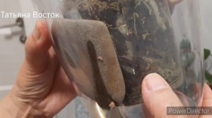 Признаки грибковых заболеваний у орхидей!