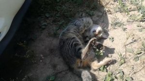 Перетяжка рамок  дверей мазда 6gh