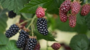 ЕЖЕМАЛИНА САДОВАЯ - ХАРАКТЕРИСТИКА - ФОТО