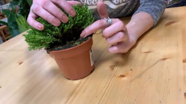 Домашний кустарник Хебе | Лайфхаки и секреты ухода смотреть онлайн