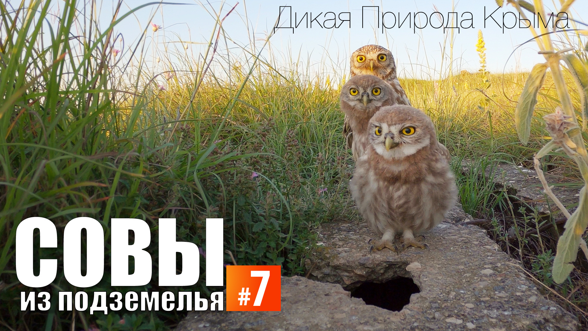 Совы из подземелья. Эпизод 7. Замедленная съемка. смотреть онлайн