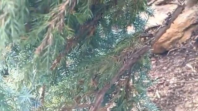 Обрезка можжевельника. Первый опыт формировки. 20.07.2022 смотреть онлайн