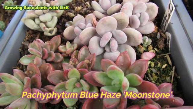Graptopetalum Amethystinum VS Pachyphytum Oviferum | VLOG #20 Succulents & Coffee w/ Liz смотреть онлайн