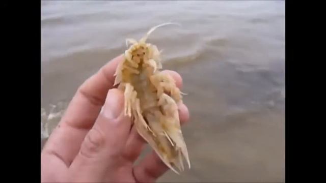 Балтийское чудовище смотреть онлайн