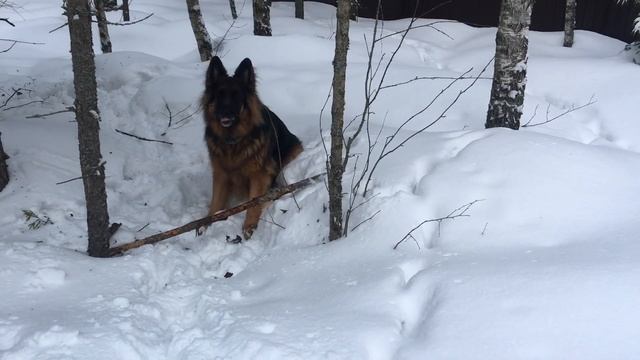 How I got stuck in three Christmas trees!!! ???#funnydogs @HowmydogBrucelivesandwalks ACMR смотреть онлайн