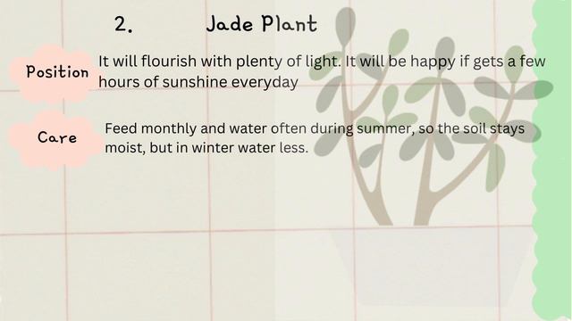 Beginners' guide for most popular and easy House plants смотреть онлайн