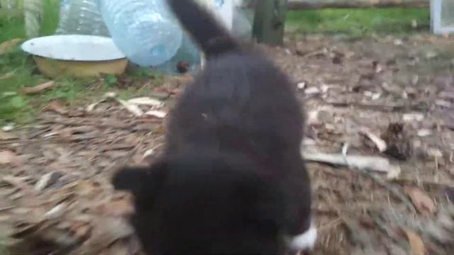 Бархат Амурский - мой котик смотреть онлайн