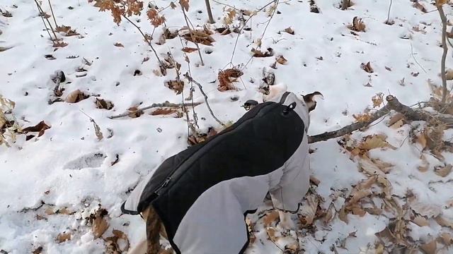 Прогулка и дрессировка Афины 😉#AmstaffAfina #amstaff #прогулка #дресировка #pitbull #амстафф смотреть онлайн