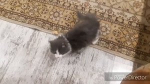 БЕЗЗАБОТНАЯ ЖИЗНЬ КОТЕНКА МЕЙКУНА))!
