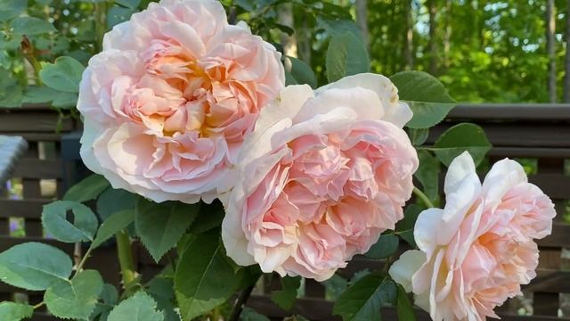 Evelyn, a David Austin Rose! ? смотреть онлайн