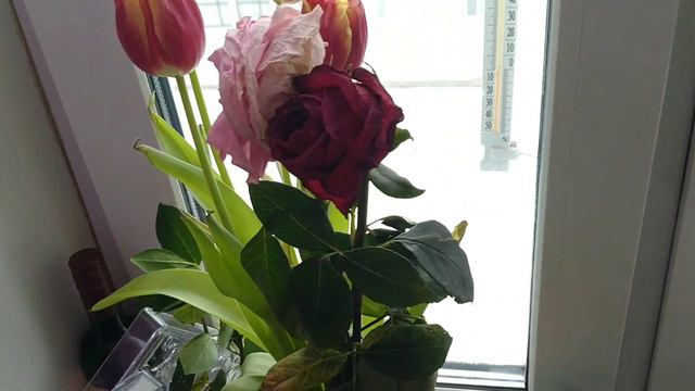 ИСТОРИЯ ВЫБРОШЕННЫХ КОШЕК. КАК МЫ ЛЕЧИМ БОЛЬНОГО КОТА смотреть онлайн