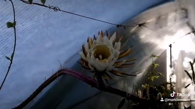 Selenicereus Pterantus.