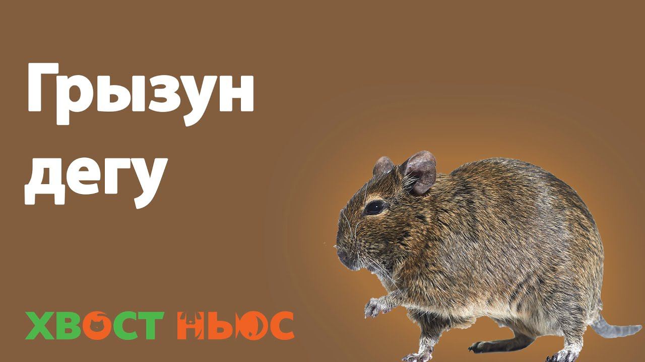 Все о грызуне дегу (чилийская белка) смотреть онлайн