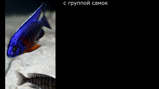 Aulonocara hansbaenschi. Энциклопедия малавийских цихлид от "А" до "Z" смотреть онлайн