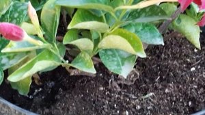 Почему не цветет дипладения?