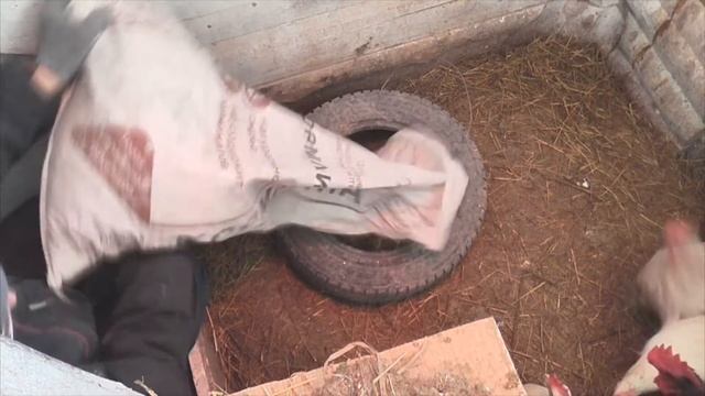 Cамоотчищающаяся зольная супер ванна для кур! ash bath for chickens #деревня #куры #птицеводство смотреть онлайн