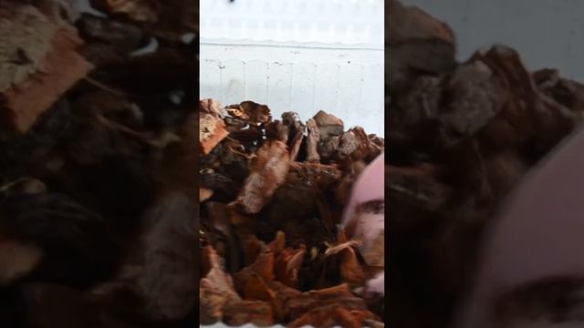 Грунт для ОРХИДЕИ ПРОСТО сделать САМОМУ смотреть онлайн