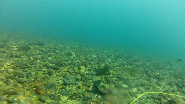 Подводная охота в Сибири. Плохое попадание.MP4 смотреть онлайн