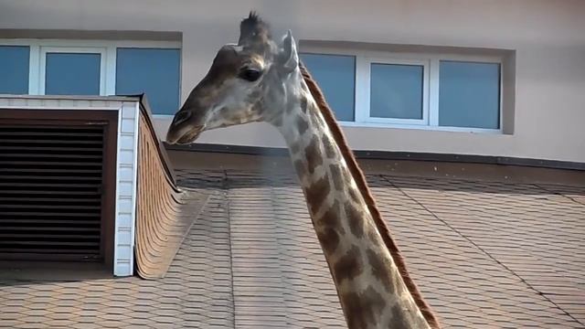 Любопытный жираф подглядывает за работниками зоопарка смотреть онлайн