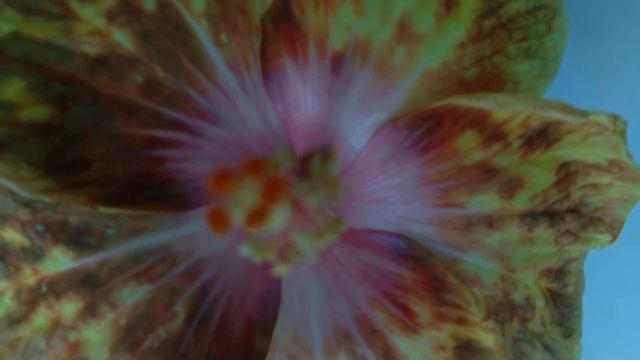 Taiwan Hibiscus 🌺 ID: Taiwan Starburst 🌺 Hybridizer: Linda Lee