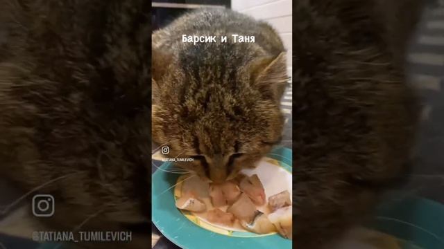 Удивительная история о Человеке и Кошке смотреть онлайн