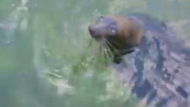 Baikal seal, Baikalrobbe смотреть онлайн