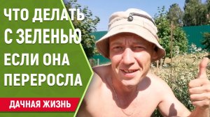 Что делать если зелень переросла (руккола, салаты,базилик, мята).