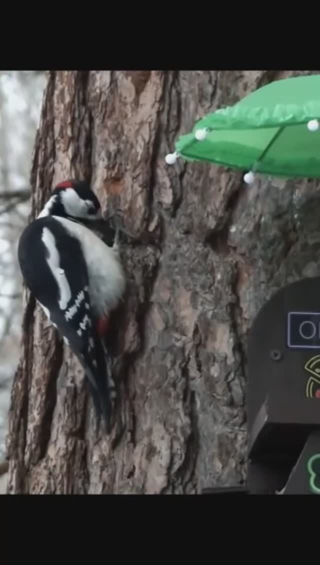 #shorts Дятел пестрый у столика