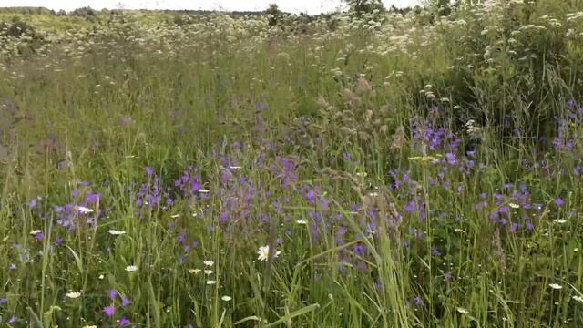 Колокольчики в поле. смотреть онлайн