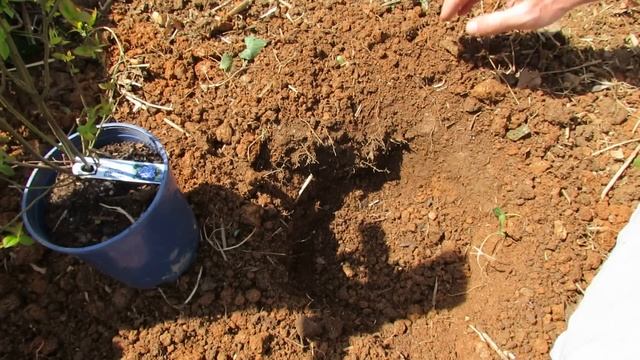 The Basics to Planting Blueberries: Acidify the Soil with Peat Moss - The Rusted Garden 2013 смотреть онлайн