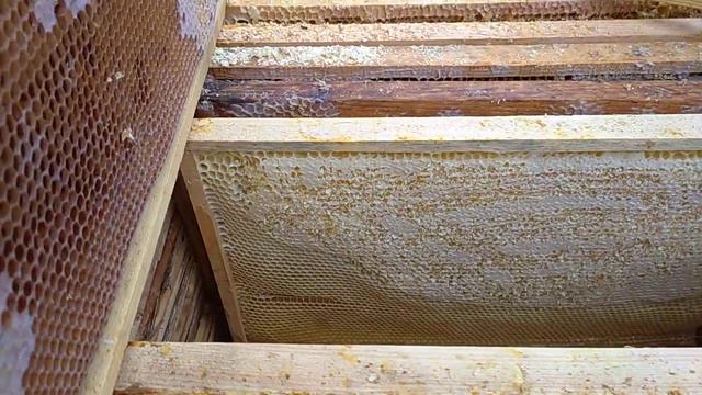 подкармливает пчёл в конце зимы, чтобы спокойно спать и не переживать 🐝 смотреть онлайн