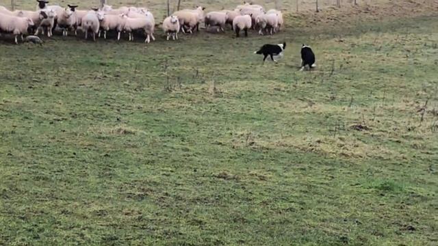Sheepdog training/herding/dog training tips смотреть онлайн