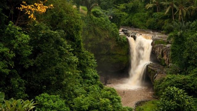 ПЛОТОЯДНОЕ РАСТЕНИЕ КРЫСОЛОВ! Непентес Аттенборо или Nepenthes Attenboroughii