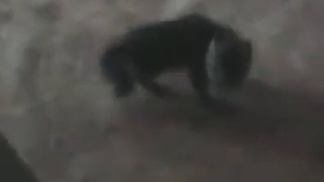 пугливый котенок.mp4 смотреть онлайн