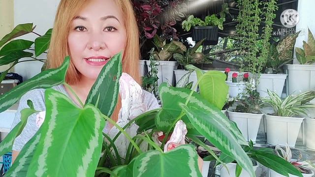 Schismatoglottis Wallichii Plant Propagation And Care Tips/Gee Channel