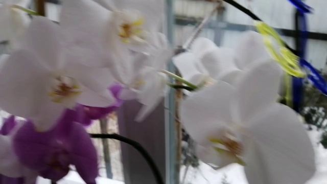 Ухаживать за орхидеями проще простого.