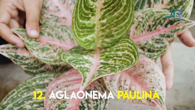 JENIS-JENIS TANAMAN HIAS AGLAONEMA / AGLONEMA