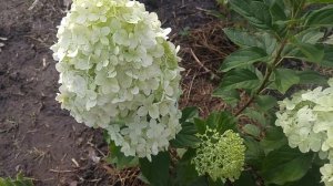 Гортензия Лаймлайт. Мои ошибки при выращивании и пути их устранения.