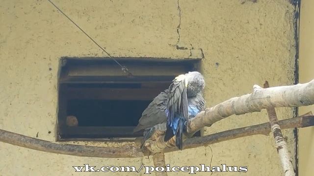 Длиннокрылый попугай Рюппеля смотреть онлайн