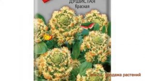 Резеда душистая Красная (krasnaya) ? резеда Красная обзор: как сажать семена резеды Красная