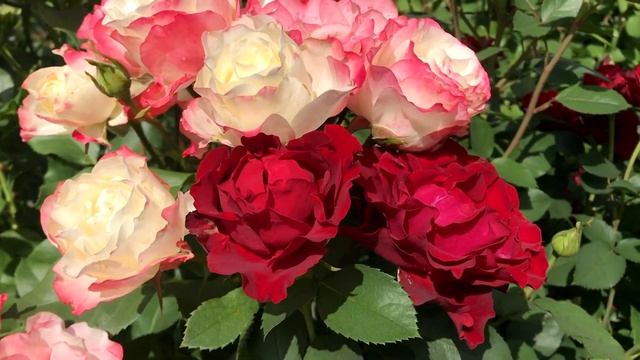 Заказываем на 2020 год розы селекции Delbard смотреть онлайн