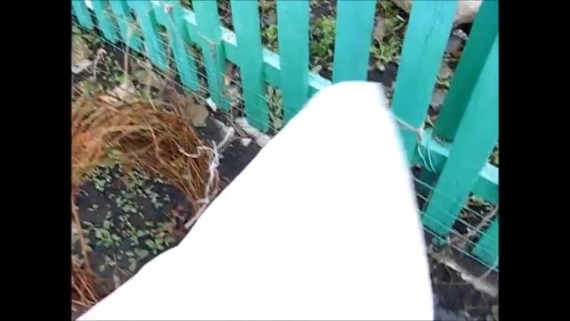 ДВА САМЫХ ЛЕГКИХ СПОСОБА и главное быстро: УКРЫВАТЬ МОЛОДОЙ ВИНОГРАД НА ЗИМУ. смотреть онлайн