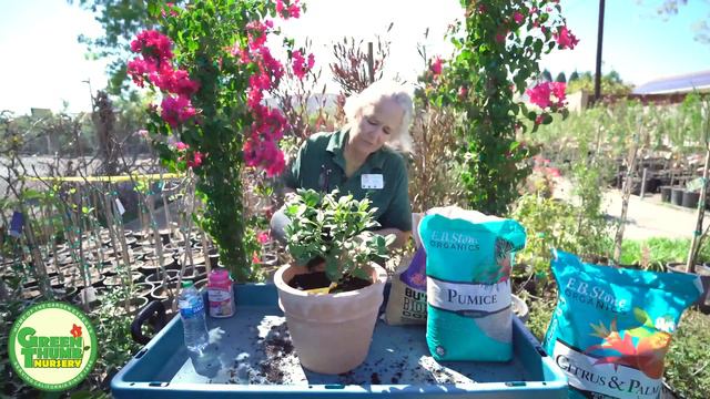 How To Plant A Citrus Tree In A Pot So It Bears Tons Of Fruit (Complete Guide) смотреть онлайн