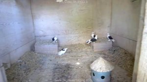 Голуби Нижний Новгород Горьковские чистые 3