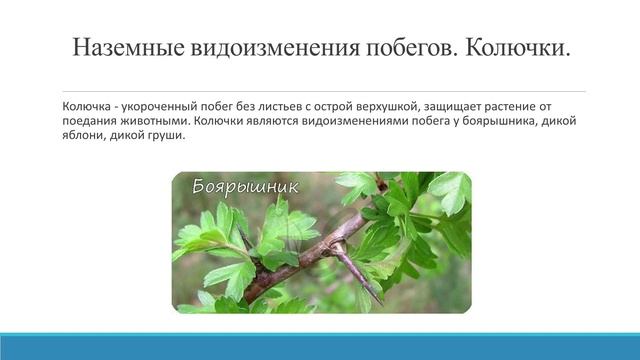 Сендажы Чойган Валерьевна, учитель биологии высшей категории МБОУ Гимназии №5 г.Кызыла смотреть онлайн